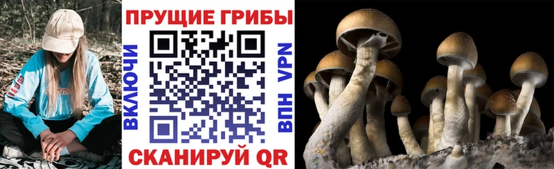 Псилоцибиновые грибы мухоморы  закладки  Красный Сулин 